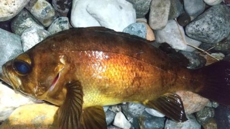 ホタルイカパターンでメバル、カサゴ連発