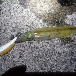 ヤリイカラスト？