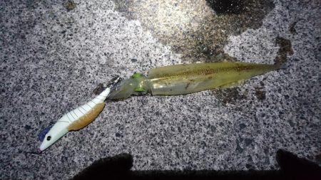 ヤリイカラスト？