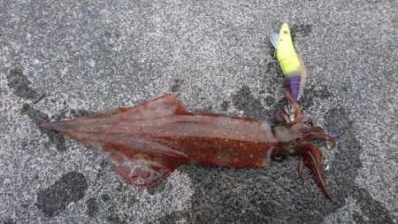 コウイカ渋い ヤリイカまだいた