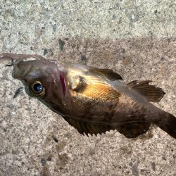 メバルプラッキング21