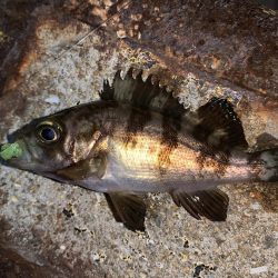 メバルプラッキング22