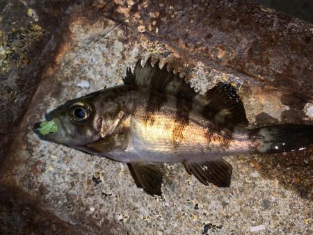 メバルプラッキング22