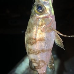 メバルプラッキング23