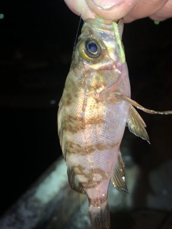 メバルプラッキング23