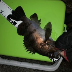 ライズ発生!でも・・・