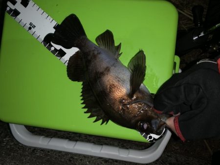 ライズ発生!でも・・・