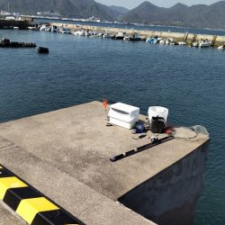 チヌ39㎝ 波止かかり釣り