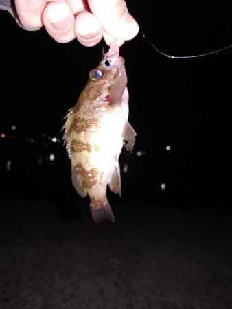 激渋メバリング