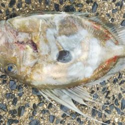 ネギング　五目釣り