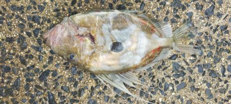 ネギング　五目釣り