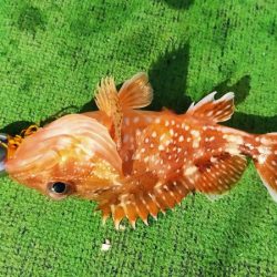 ライトジギング 六目釣り