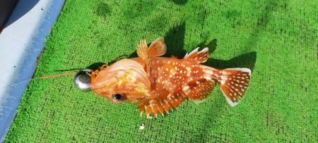 ライトジギング 六目釣り