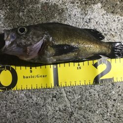 メバル活性化中