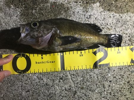 メバル活性化中