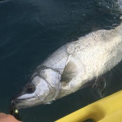 A.P.Pフィッシングガイドサービス ヒラスズキを探す!