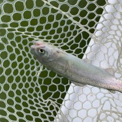 岸和田フィッシングパーク　そろそろ数釣りは難しい