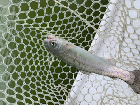 岸和田フィッシングパーク　そろそろ数釣りは難しい