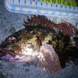 釣りデビュー　91日目