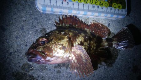 釣りデビュー　91日目