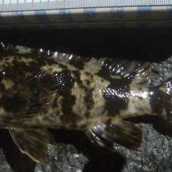 釣りデビュー　92日目