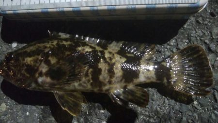 釣りデビュー　92日目