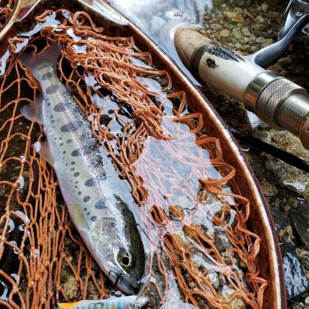 初のサクラマス、渓流