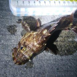 釣りデビュー 101日目