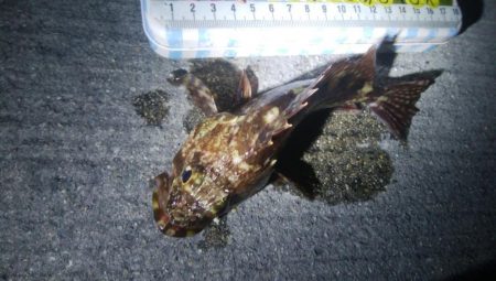 釣りデビュー 101日目