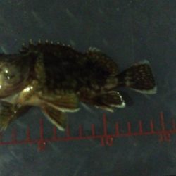 雨中メバリング