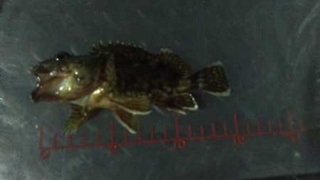 雨中メバリング