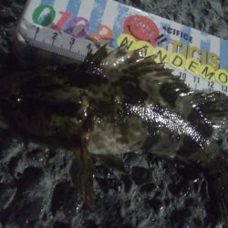 釣りデビュー 103日目