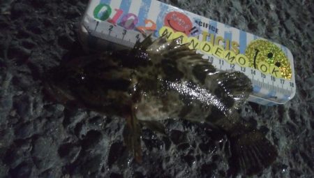 釣りデビュー 103日目