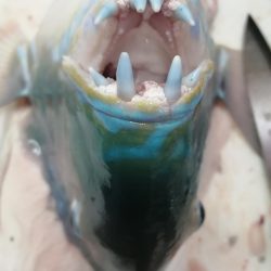 まさかの内側堤防で…