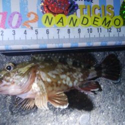 釣りデビュー　104日目