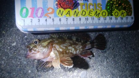 釣りデビュー　104日目