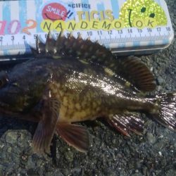 釣りデビュー　105日目