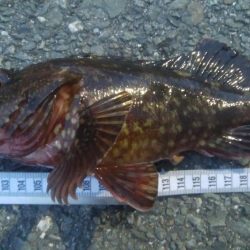 釣りデビュー　106日目