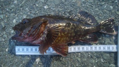 釣りデビュー　106日目