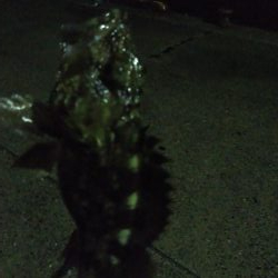 小メバルばかり