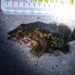 釣りデビュー　107日目