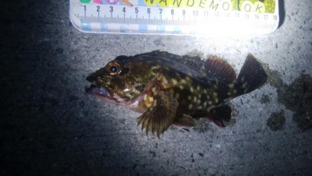 釣りデビュー　107日目