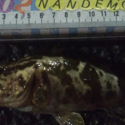 釣りデビュー 110日目