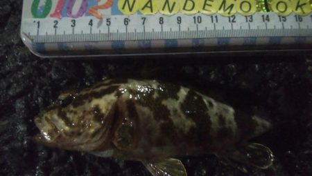 釣りデビュー 110日目