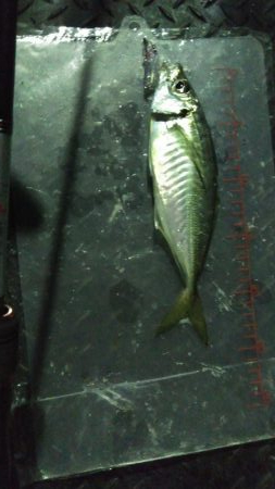 強風メバリング