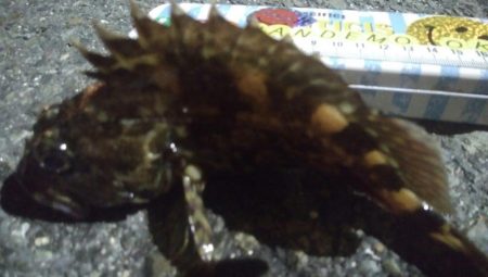 釣りデビュー　113日目