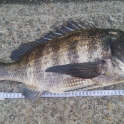 釣りデビュー　114日目