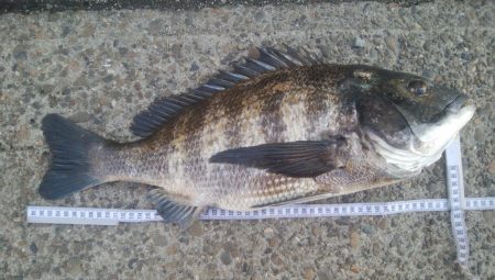 釣りデビュー　114日目