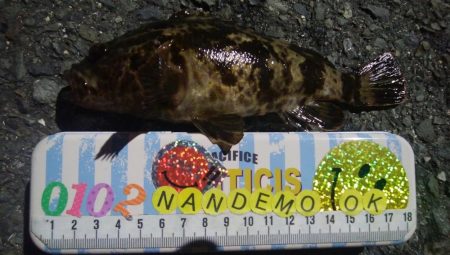 釣りデビュー 115日目