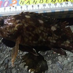 釣りデビュー　116日目